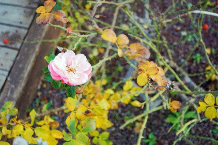 wild rose flowerの写真素材
