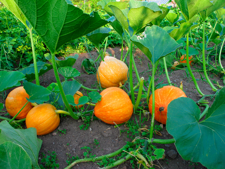 Big orange pumpkins growing in the gardenの写真素材