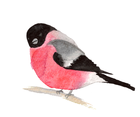 Watercolor bullfinch on white backgroundの写真素材