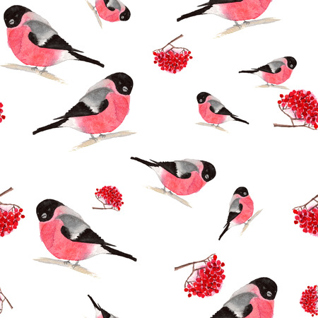 Watercolor seamless pattern with bullfinches and rowanberry on white backgroundの写真素材