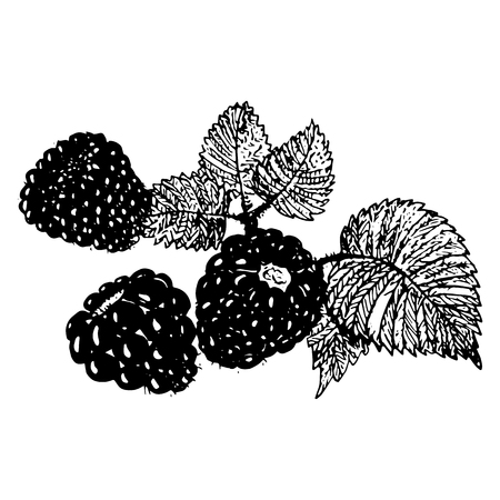 Ink blackberries, raspberries hand drawn vector illustration realistic sketchのイラスト素材