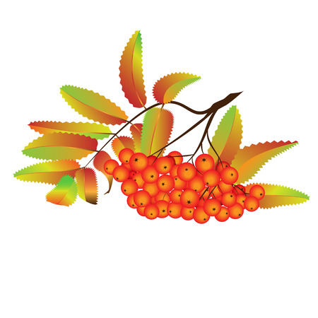 Autumn rowan berries . Ash-berry branch on the white background. Vector illustration. Autumn design element.のイラスト素材