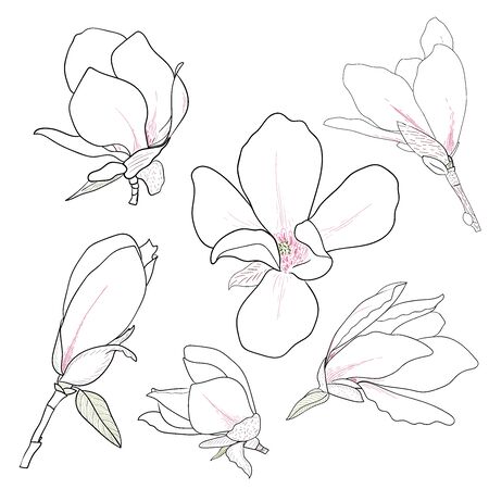 Set of hand drawn magnolia flowers. Floral sketching, line art. Isolated vector illustrationのイラスト素材