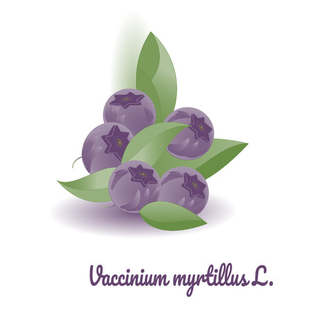 Isolated illustrations of blueberries on white background. Vector illustration for your design.のイラスト素材