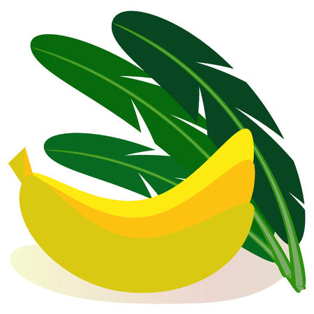 Set of tropical fruits bananas and leaves of banana palm. Vector illustration of bright colors on white background.のイラスト素材