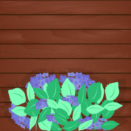 Large flowering hydrangea bush with green leaves and blue inflorescences on background of wooden wall of house, fence. Vector illustration for design of garden, greenhouse, cottage, home.のイラスト素材