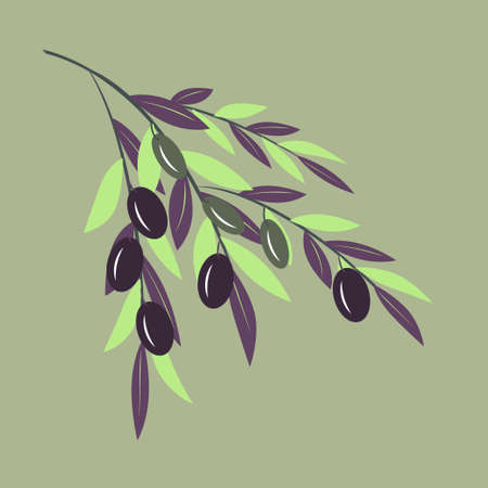 Single branch with ripe and green olives. Vector illustration in trendy green colors for design, farmers market decoration, food label, banner, stickers.のイラスト素材