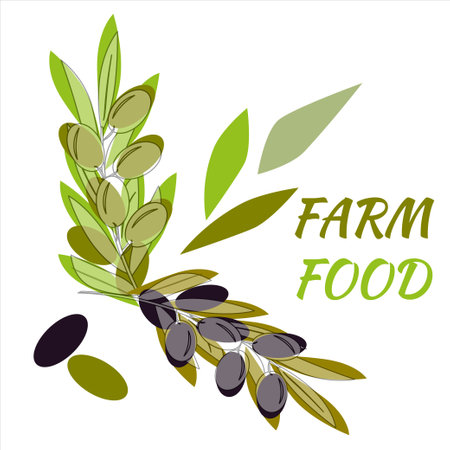 Olive tree branches with green and ripe olives. Vector illustrations in pastel green and purple colors for design, farmers market, food labels, banners, stickers, textiles in watercolor style.のイラスト素材