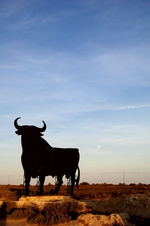 Spanish bullの写真素材