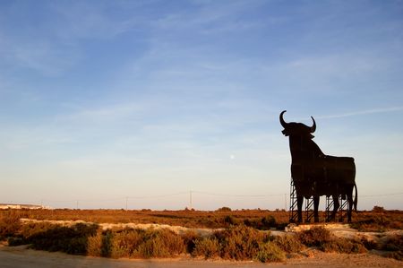 Spanish bullの写真素材