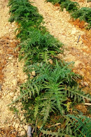 artichoke plantationの写真素材