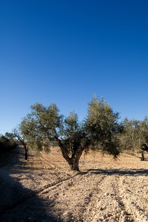 Ancient olives trees in a field - Spainの写真素材