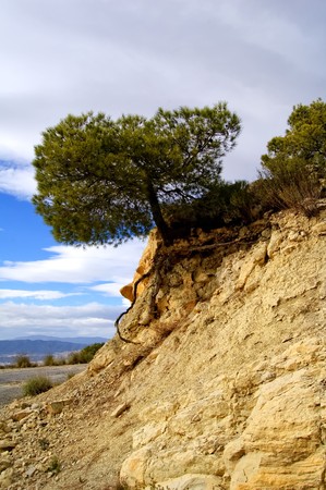 alone tree on the rock, Mediterranean scrub. Erosion effectsの写真素材