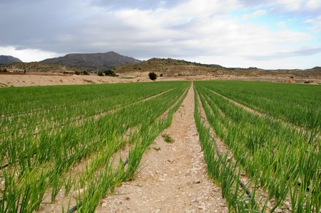 Garlic plants, fields in south of Spainの写真素材