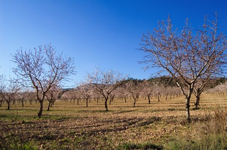 Almond trees in flower - Cultivation - Spainの写真素材