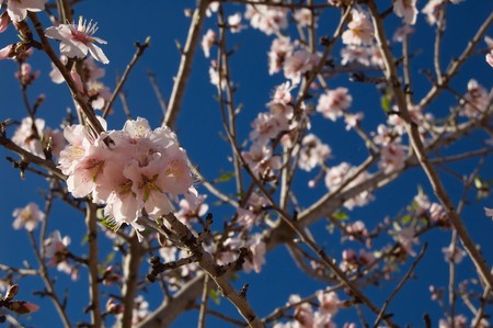 Almond tree - Branch with flowers - Spanish cultivationの写真素材