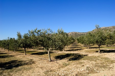 Fields and meadows - Olive tree plantation - Spanish agricoltureの写真素材