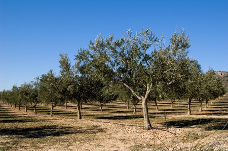 Fields and meadows - Olive tree plantation - Spanish agricoltureの写真素材