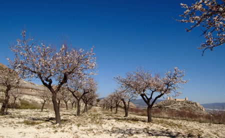 Easter in Spain - Spanish castle with almonds flowers - Location: Castalla (Alicate - Spain)の写真素材