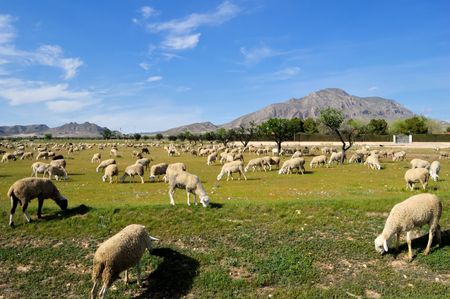 Sheep in a field of Castilla-La Mancha - Tipycal spanish farmingの写真素材