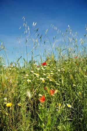 Summertime colors: wildflowers, poppies and grassの写真素材
