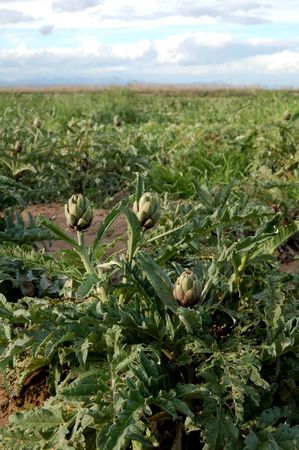 Harvest: ripe artichokes in a fieldの写真素材