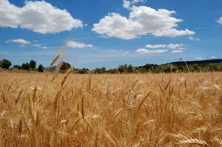 Ripe wheat and blue sky, harvest time in Spainの写真素材