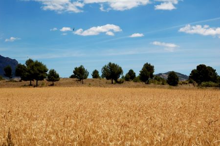 Ripe wheat and blue sky, harvest time in Spainの写真素材