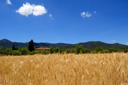 Ripe wheat and blue sky, harvest time in Spainの写真素材