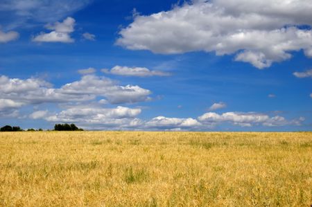 Ripe wheat and blue sky, harvest time in Spainの写真素材
