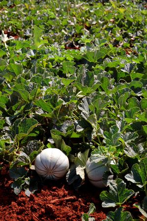 Field of melons, spanish agricultureの写真素材
