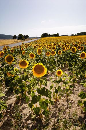 Farming in Spain, sunflowers field andrural roadの写真素材