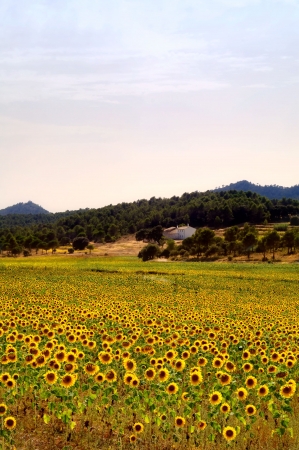 Spanish agricolture, a sunfloers field with farmhouseの写真素材