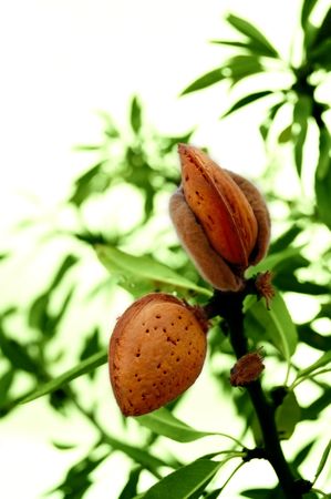 Almond tree detail, branch with ripe fruits at the end of summerの写真素材
