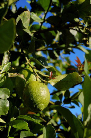 Lemon tree branch with unripe green lemons