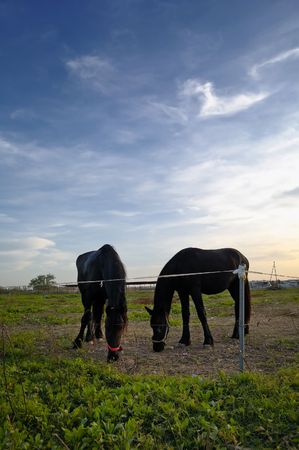 Two blacks horses grazing at duskの写真素材