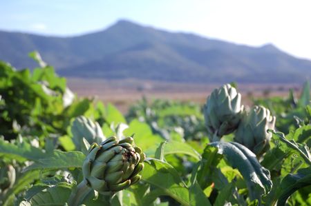 Ripe artichokes in a spanish fieldの写真素材