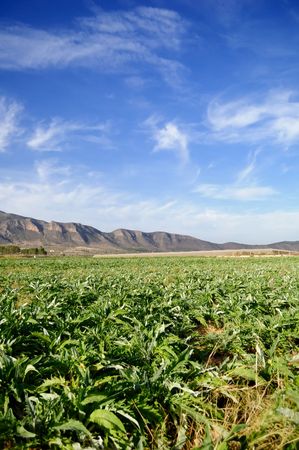 Artichoke plantation in a spanish field, unripeの写真素材