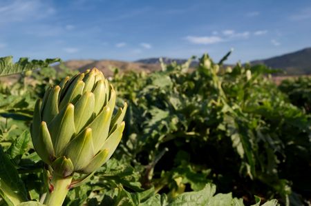 Ripe artichokes in a spanish fieldの写真素材