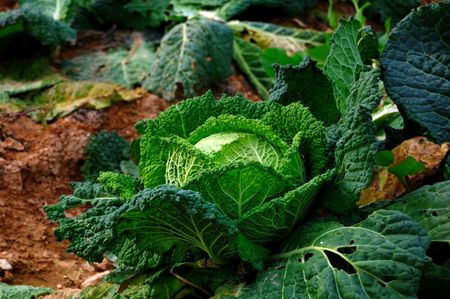 Cabbage detail in a fieldの写真素材