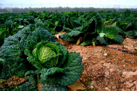 Cabbage plantation, spanish agriculture