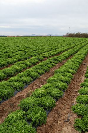 Fresh lettuce growing in a spanish fieldの写真素材