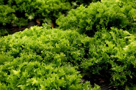 Fresh lettuce growing in a spanish fieldの写真素材