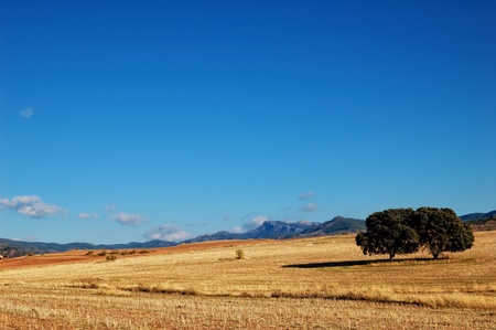 Spanish landscape in Castilla La Mancha, field with oaksの写真素材