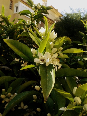 Orange blossomの素材