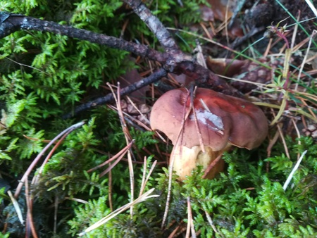 Mushroom in the forest fleeceのeditorial素材