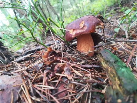 Xerocomus
