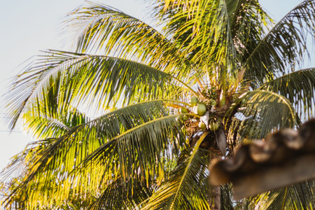 Coconut tree with coconuts on blue sky background.