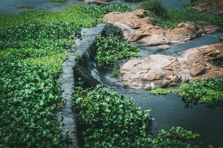 Water hyacinths floating on the surface of the river.の写真素材
