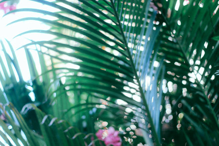 Abstract background of green palm leaves in the garden with bokehの写真素材
